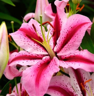 Лилия Джейберд