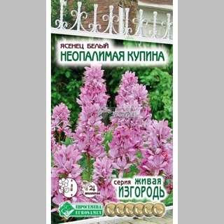 Ясенец Неопалимая Купина