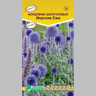 Мордовник Морские ежи (шароголовый)