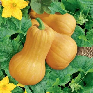 Кабачок Грушевидный