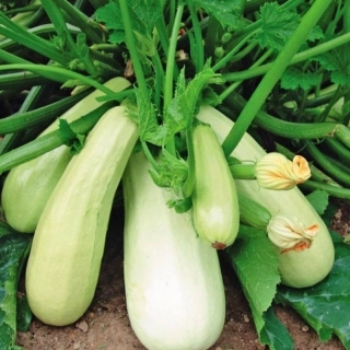 Кабачок Дядя Федор