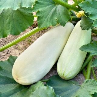 Кабачок Горный F1