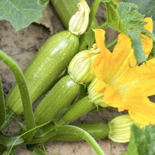 Кабачок Пан Яцек F1 (большой пакет)