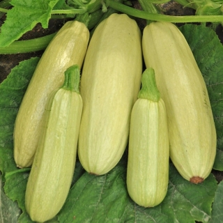 Кабачок Якорь