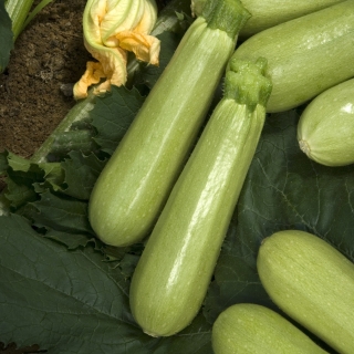 Кабачок Заячье ушко улучшенный