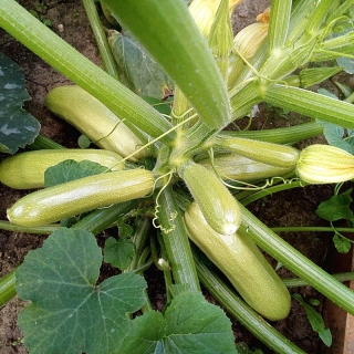 Кабачок Искандер F1 (большой пакет)