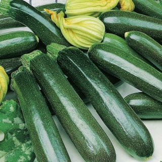 Кабачок Уголек