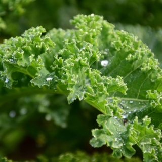 Капуста Мистер Грин (листовая)