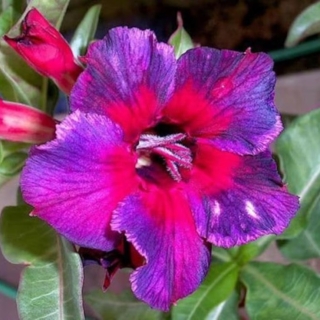 Адениум Kaleidoscope (тучный) (большой пакет)