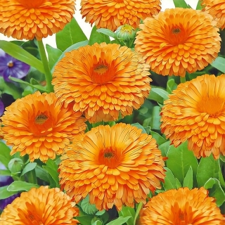 Календула Абрикосовый джем