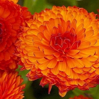 Календула Кэндимэн Оранж (карликовая)