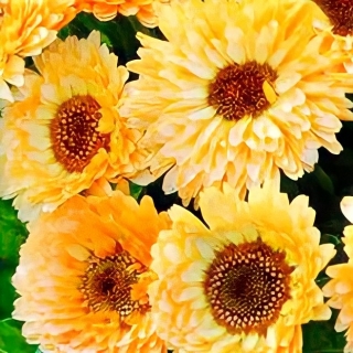 Календула Кремово-белая