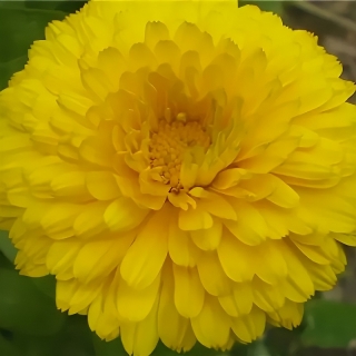 Календула Золотые шары