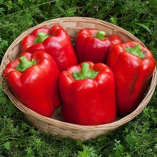 Перец Калифорнийское чудо