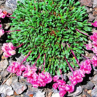 Калиптридиум зонтичный