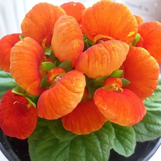 Кальцеолярия Даинти Бронз F1