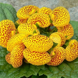 Кальцеолярия Даинти Еллоу Виз Спотс F1