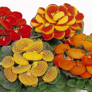 Кальцеолярия Даинти Микс F1