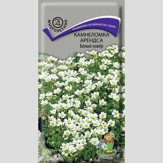 Камнеломка Белый ковёр