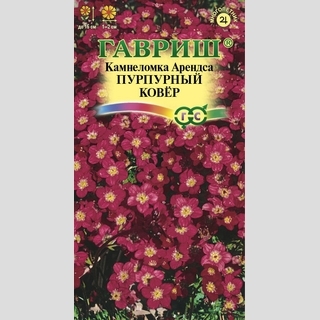 Камнеломка Пурпурный ковер (Арендса)
