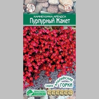 Камнеломка Пурпурный жакет