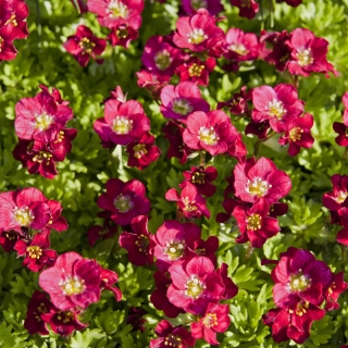 Камнеломка Пурпурный жакет