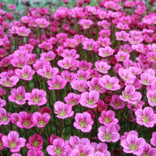 Камнеломка Розовый ковер