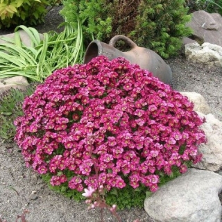 Камнеломка Рубиновые звезды