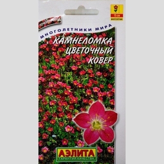 Камнеломка Цветочный ковер