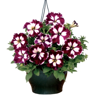 Петуния Кан кан Бургунди F1