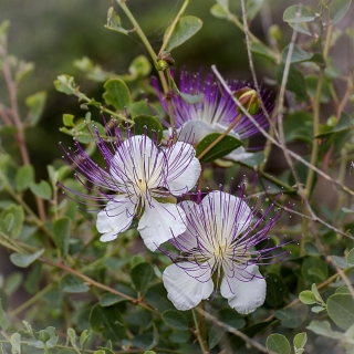 Каперс колючий