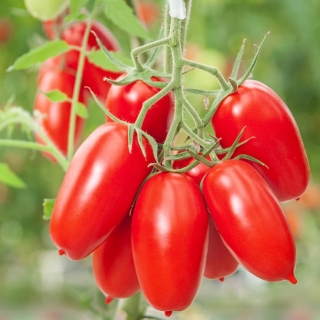 Томат Каприз F1 (De Ruiter Seeds)