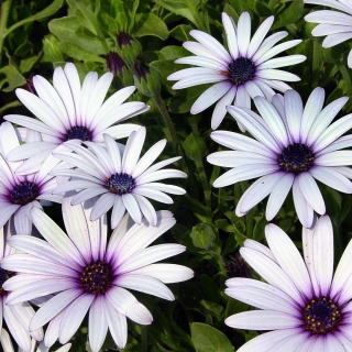 Маргаритка капская Синеглазая красавица