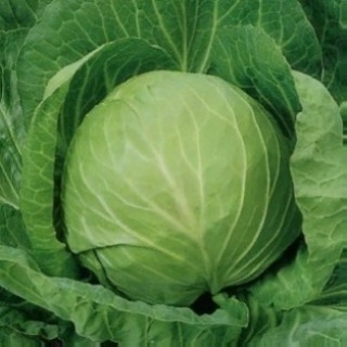 Капуста Крестьянка