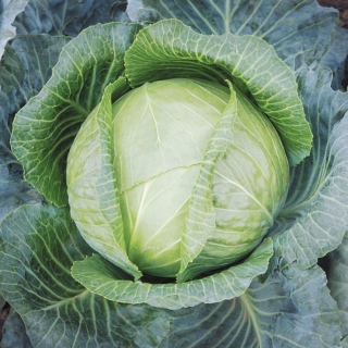 Капуста Агрессор F1