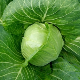 Капуста Настя F1