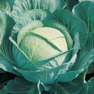 Капуста Бригадир F1