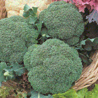 Капуста Калабрезе