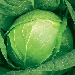 Капуста Казачок F1