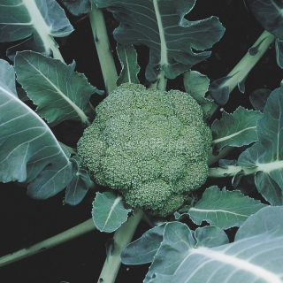 Капуста Лорд F1