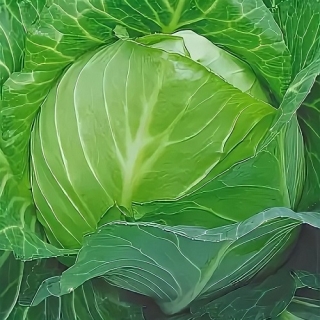 Капуста Морозко