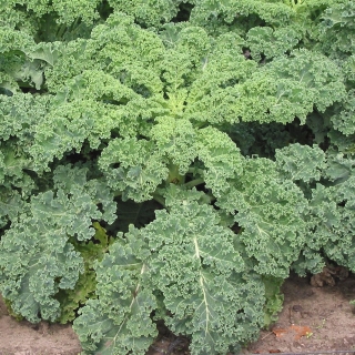 Капуста Оливер (листовая)