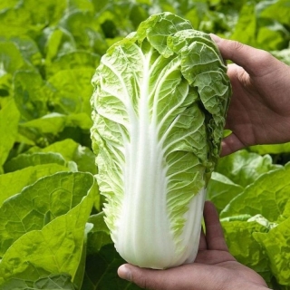 Капуста Нежность F1 (пекинская)