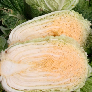 Капуста Оранж Мини F1