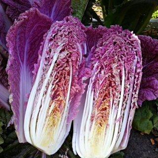 Капуста Ямада F1 (пекинская) (Kitano Seeds)