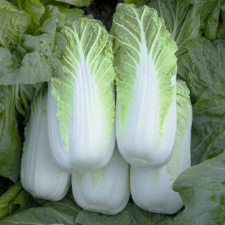 Капуста Первые Витамины F1 пекинская смесь