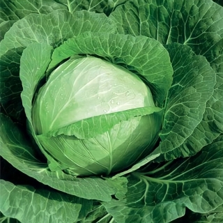 Капуста Подарок