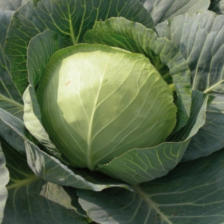 Капуста Шармант F1