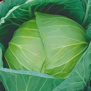 Капуста Сибирский Гигант