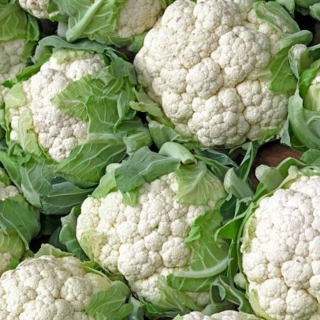 Капуста Снегурочка F1 цветная